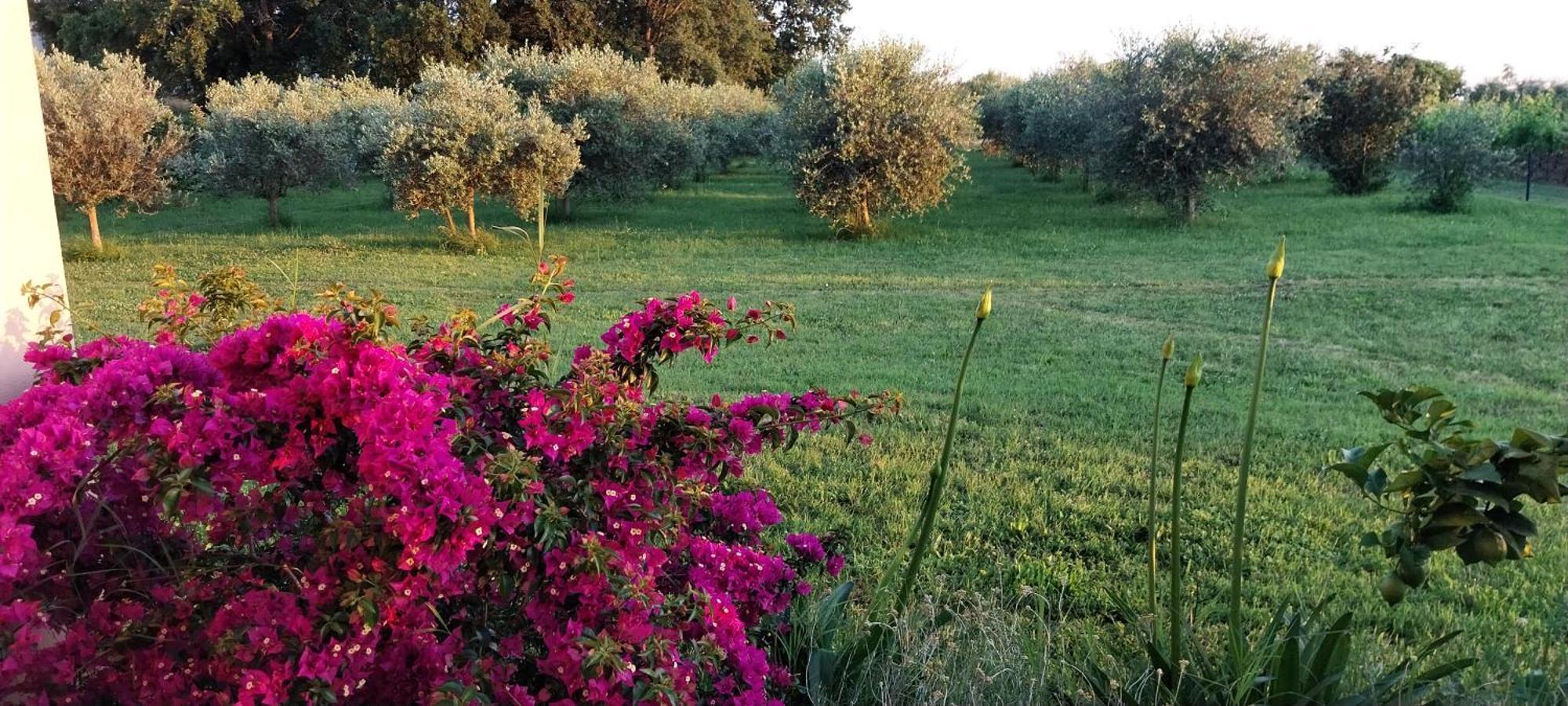 Vila Dubravka - Schoen Und Komfortabel Inmitten Von Olivenbaeumen Und Weinbergen Mit Whirlpool Valtura エクステリア 写真